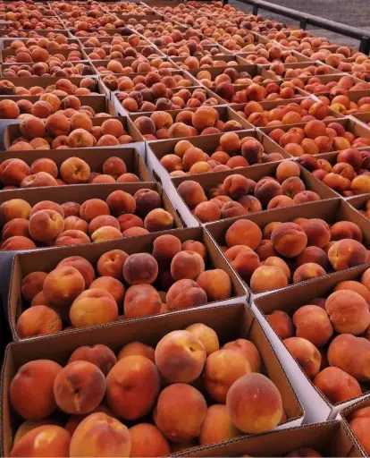 Kashmiry Apple